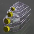 75cm2 Cell Culture Flask, Vent Cap, TC